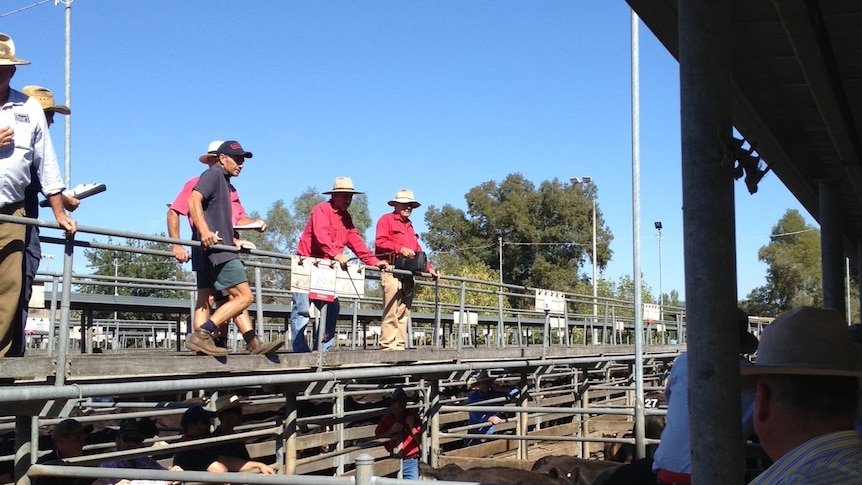 Wodonga cattle market saw steers sell for $2.94 a kilogram.
