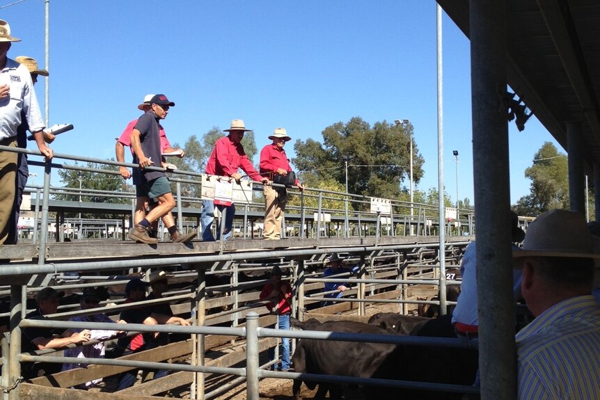 Wodonga cattle market saw steers sell for $2.94 a kilogram.