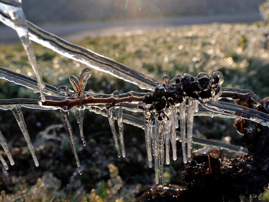An icy vine in the French wine region.