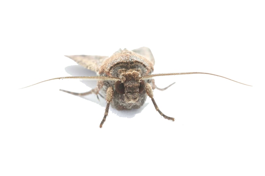 Front view of a bogong moth with white background