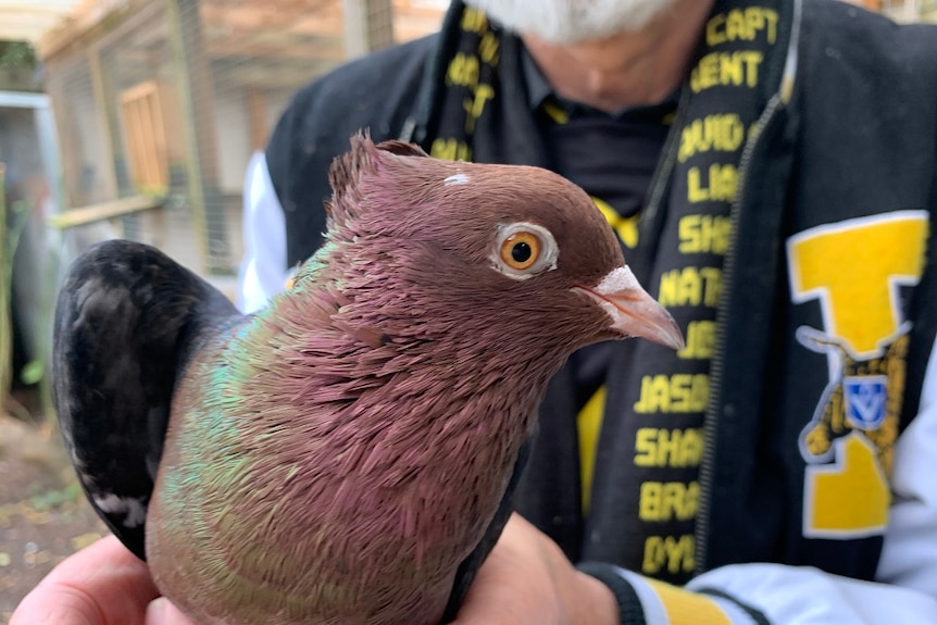 A pigeon with a brown head and neck is held by a man wearing Richmond's yellow and black colours.