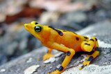 A golden frog from Panama showing no signs of disease