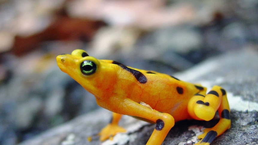 A golden frog from Panama showing no signs of disease