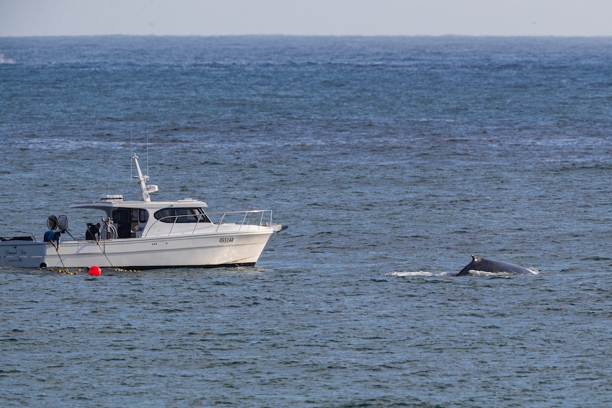 whale trapped in shark net with boat nearby