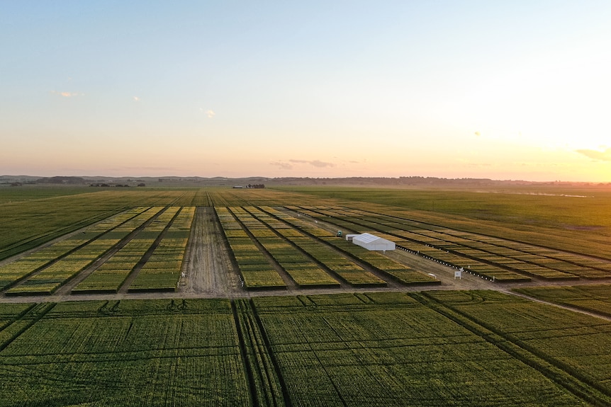 Photo of a wheat farm