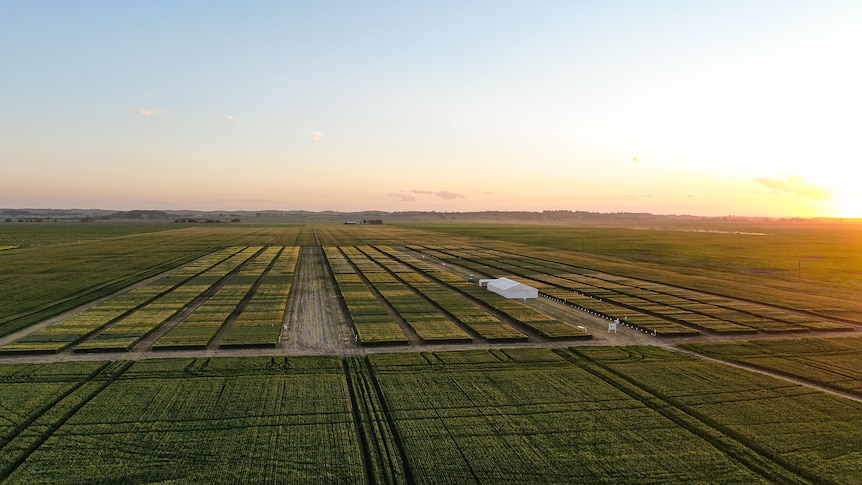 Photo of a wheat farm