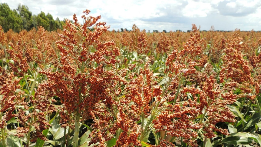 Close up of a sorghum crop