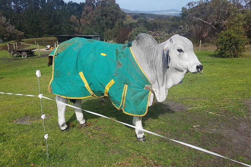 White bull with humped back and nose ring stands in lush paddock wearing a green coat.