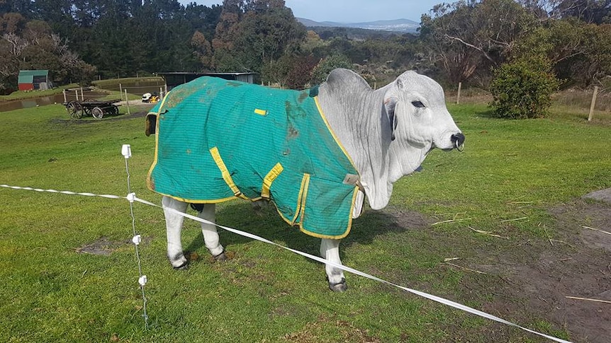 White bull with humped back and nose ring stands in lush paddock wearing a green coat.
