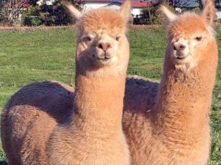 Pet alpacas Trixie and Snoopy