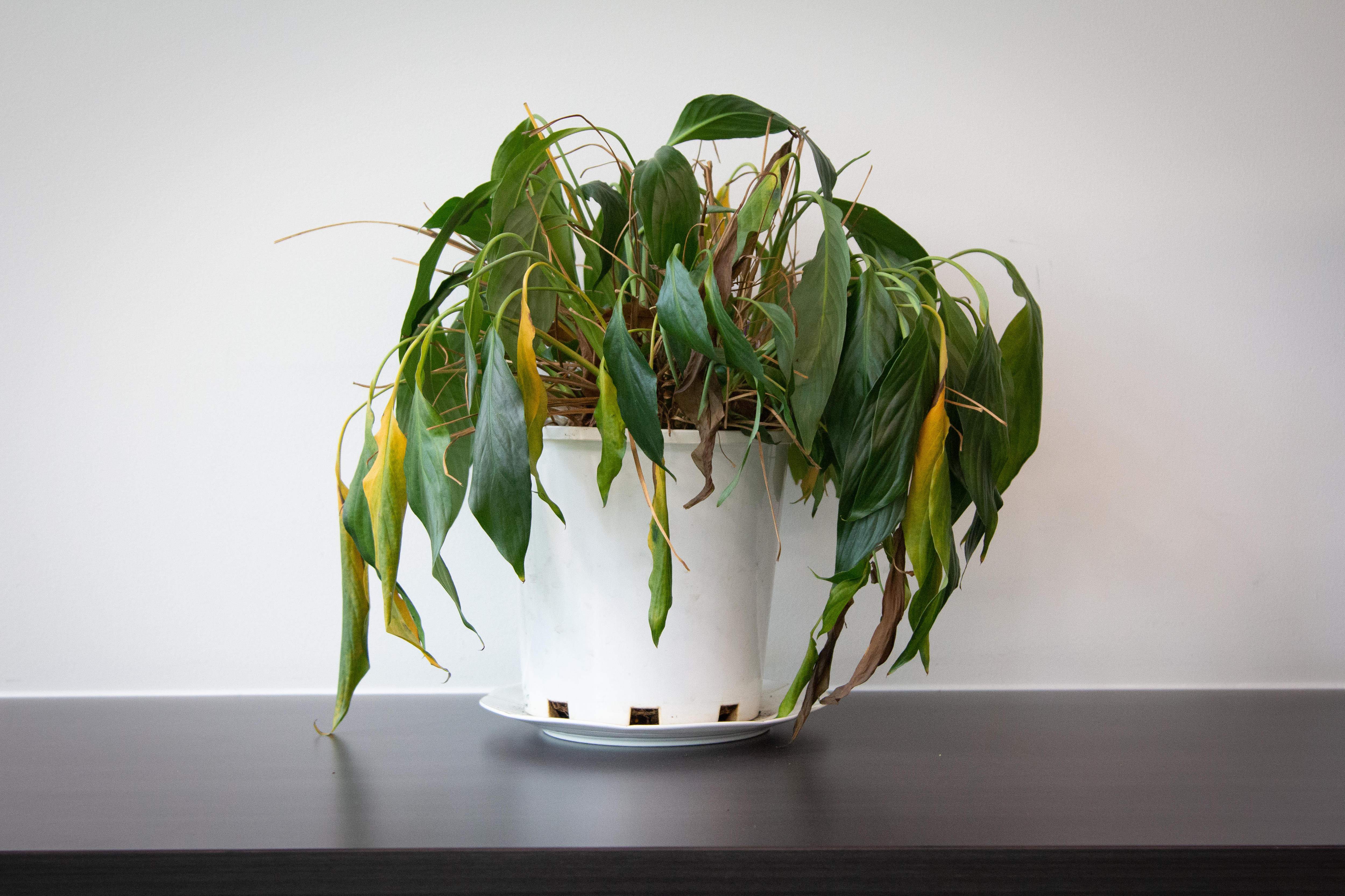 A plant with both green and yellow leaves that looks droopy and is in a pot