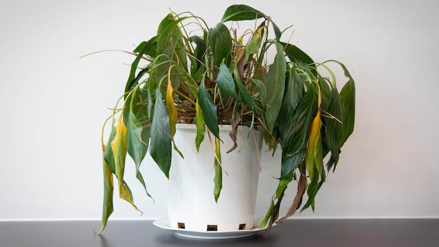A plant with both green and yellow leaves that looks droopy and is in a pot