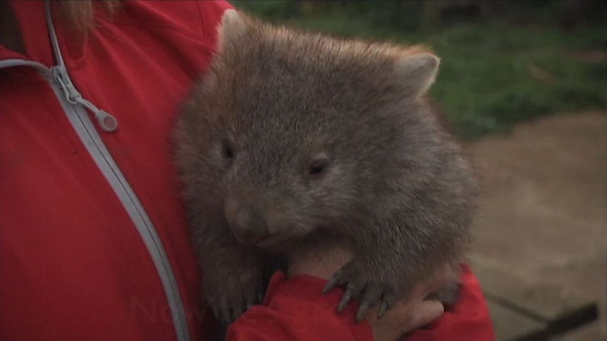 Rescued wombats