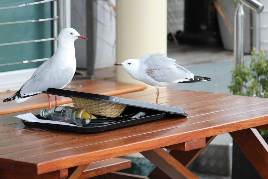 Seagulls on Hobart's waterfront