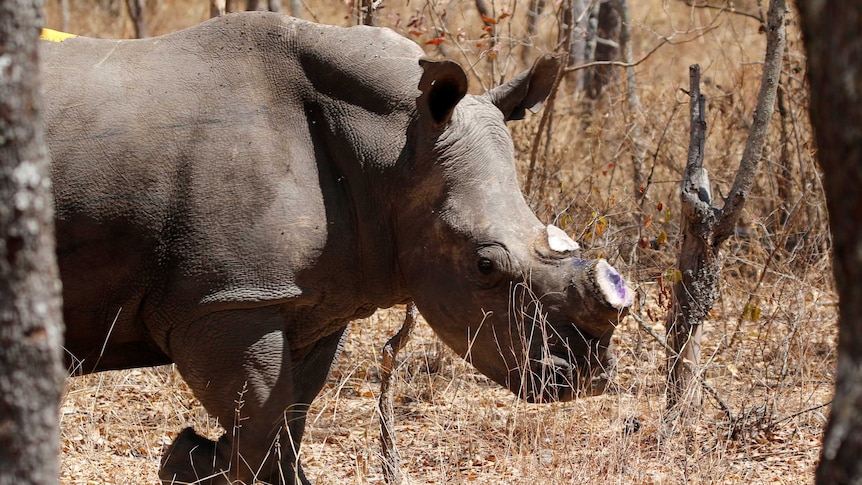 Dehorning program in Zimbabwe