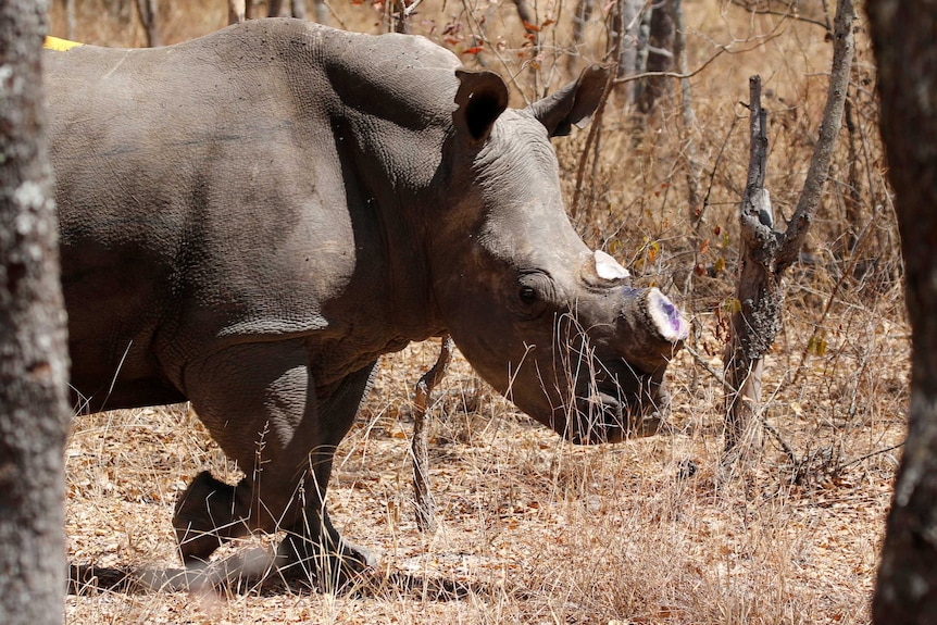 Dehorning program in Zimbabwe