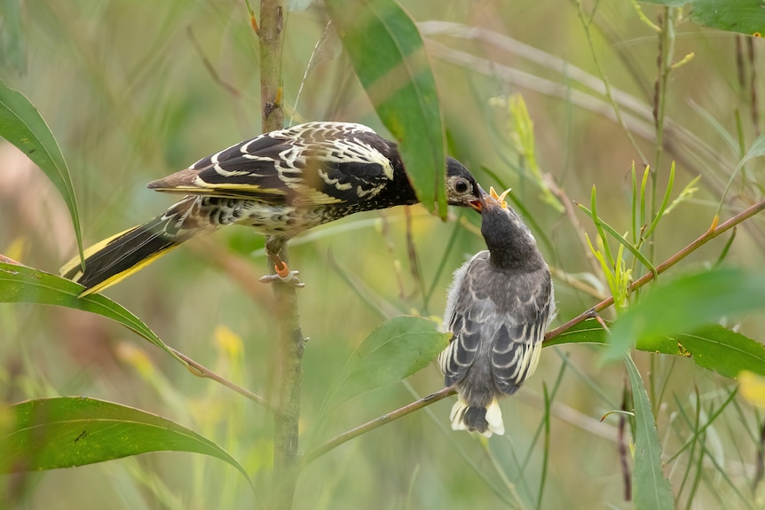 A medium sized black and yellow bird feeds a chick, sitting in a tree.