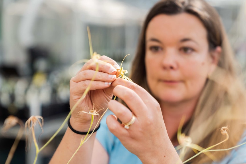 A close-up shot of conservation scientist Belinda Davis holding a Bussell's spider orchid with two hands.