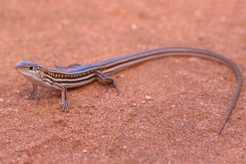 a small lizard on red dirt.