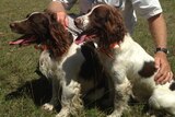Dog trainer Steve Austin with his English springer spaniel detector dogs Tommy and Bolt.