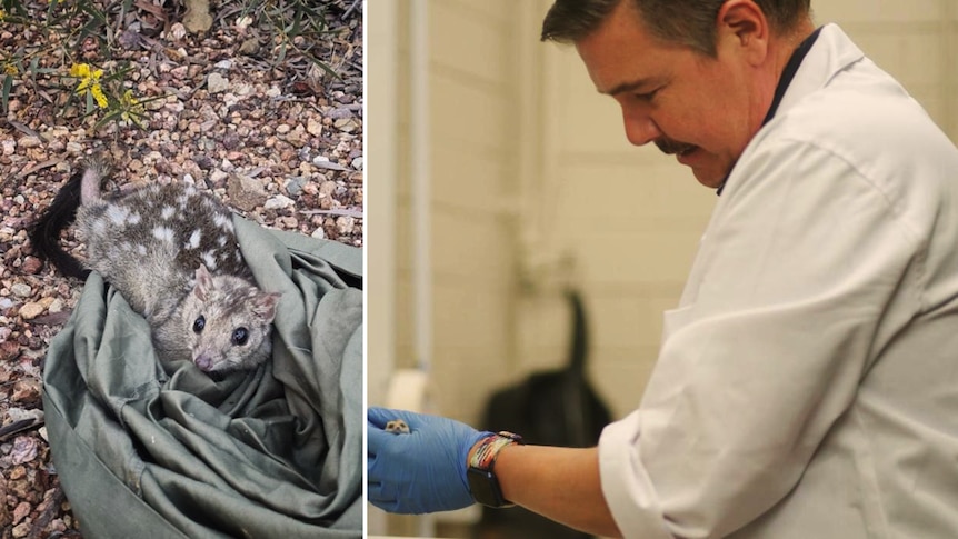 A photo of a quoll wrapped in a blanked next to a man in a labcoat and blue gloves holding a quoll.