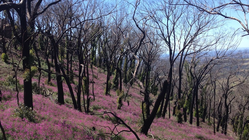 The native weed called Darling Pea has thrived after a bushfire in New South Wales. May 9, 2014