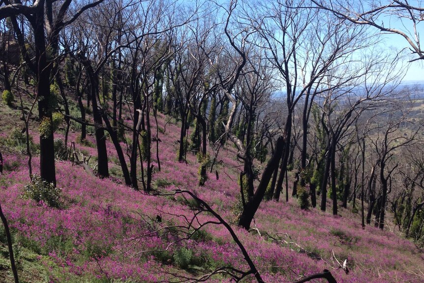 The native weed called Darling Pea has thrived after a bushfire in New South Wales. May 9, 2014