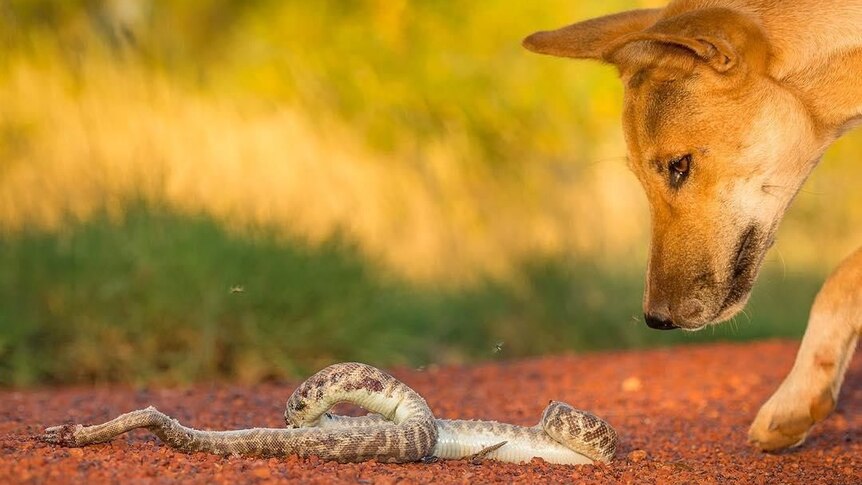 A dingo looks at a python which it killed.