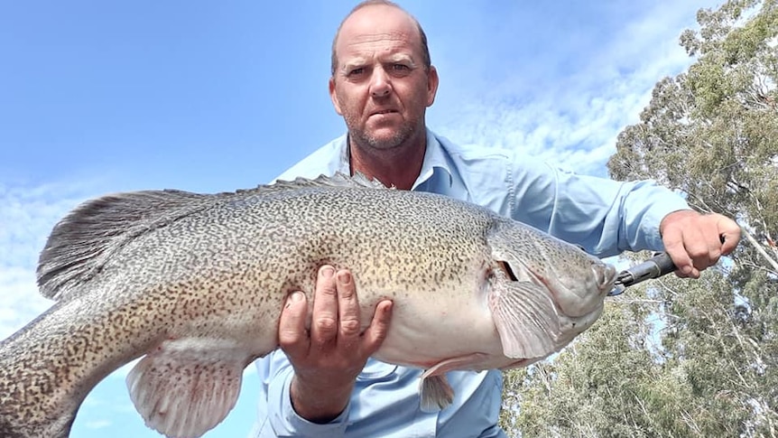 A man stands holding a giant Murray cod fish.