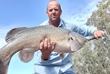 A man stands holding a giant Murray cod fish.