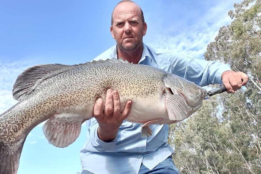 A man stands holding a giant Murray cod fish.