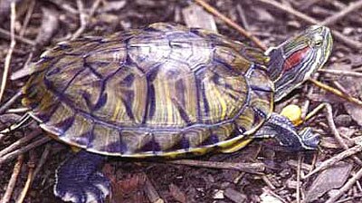 Red menace: the red-eared slider turtle. (File photo)