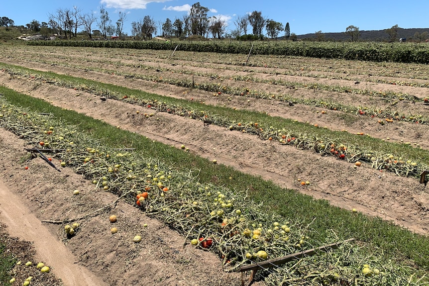 Rows of tomatoes knocked down, damaged by hail.