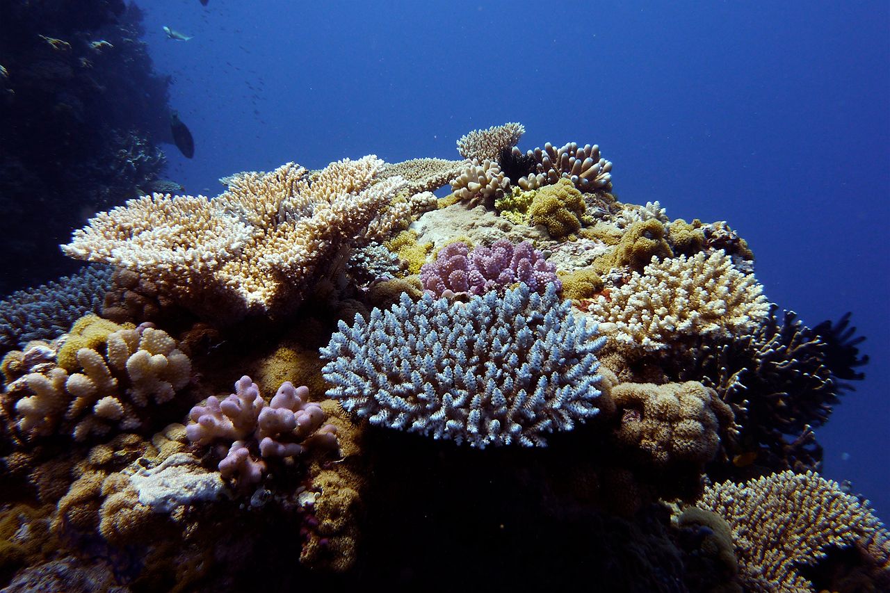 Great Barrier Reef Has Lost Half Its Coral - ABC Listen