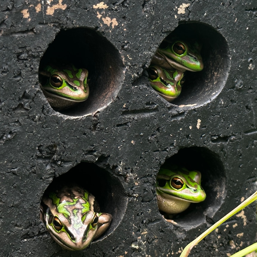 A number of frogs look out of the holes in a masonary brick that has been painted black.