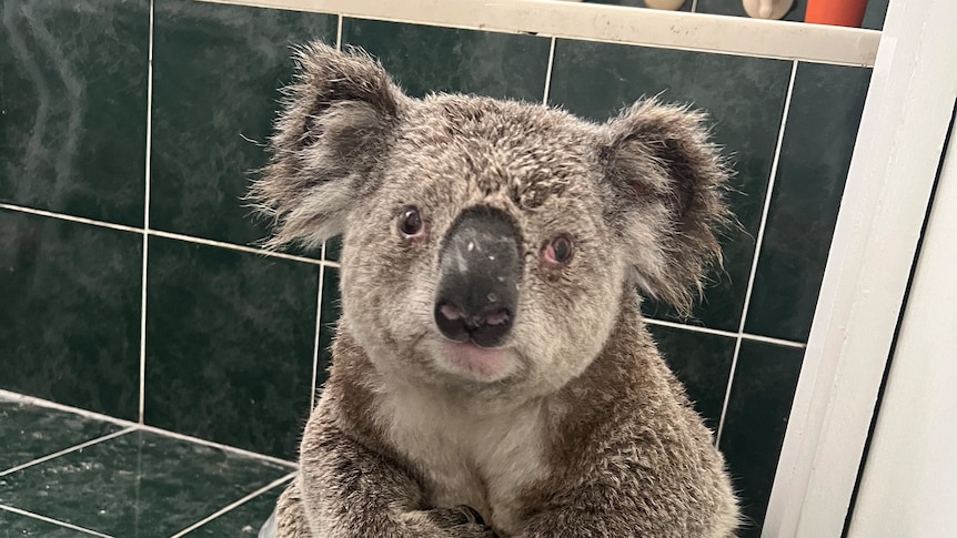 Large male koala huddles against green bathroom tiles, looking up to the camera