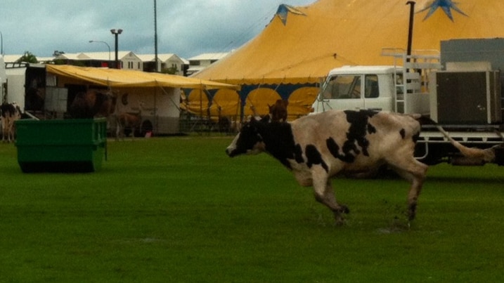Circus cow on the run