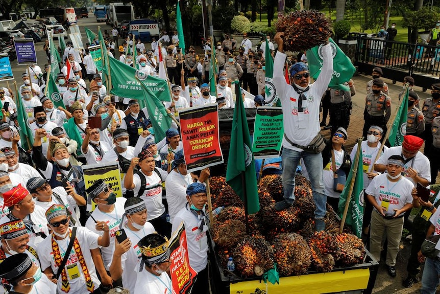 palm oil farmers protest in INdonesia