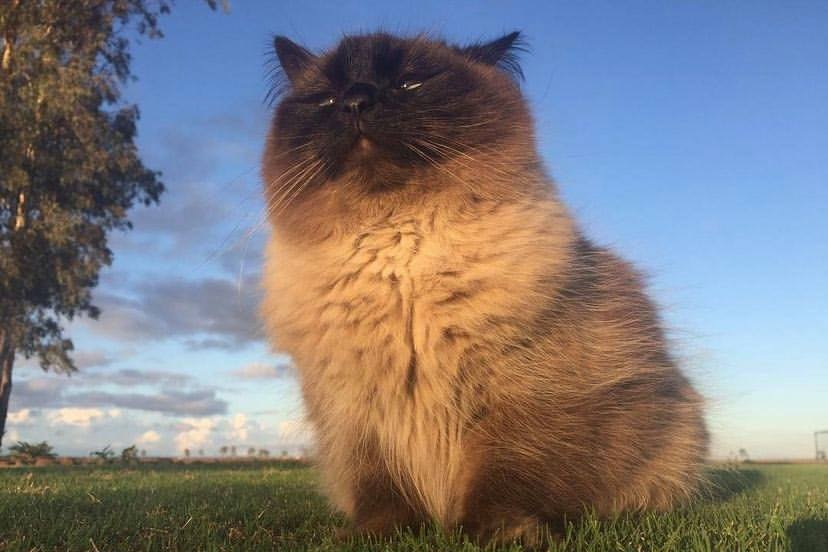 A fluffy white and brown cat stands on grass 