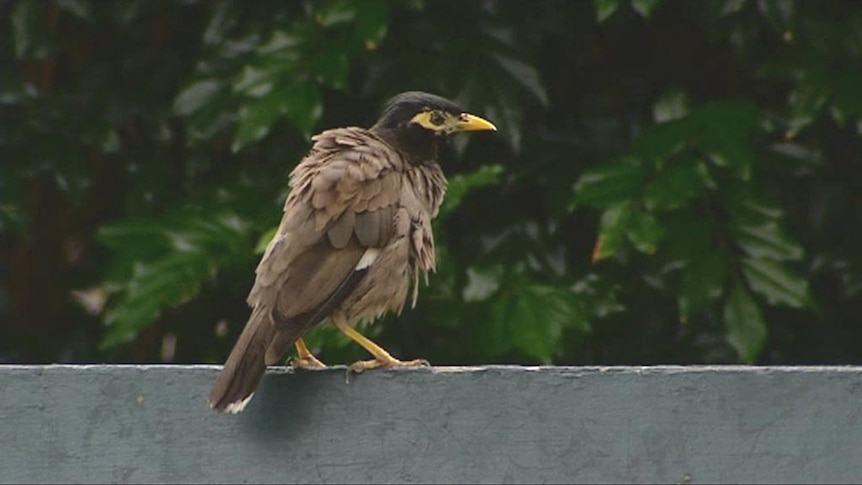 There has been a sharp decline in indian myna birds in Canberra.