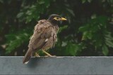 There has been a sharp decline in indian myna birds in Canberra.