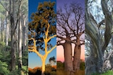 A composite image showing a tall mountain ash, a ghost gum , a stocky boab and a gnarly snow gu