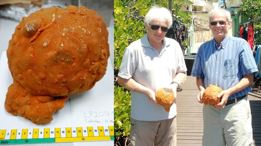 A two frame image, showing an orange rock-like sponge close-up and two old men holding the same sponges