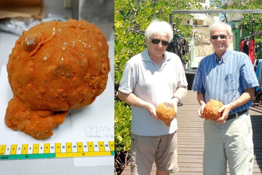 A two frame image, showing an orange rock-like sponge close-up and two old men holding the same sponges
