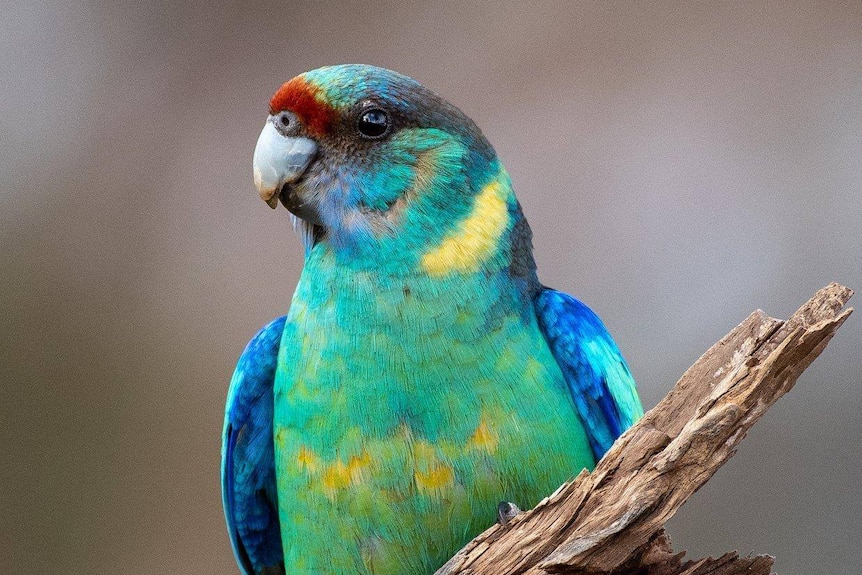 A green bird with yellow and red and bright blue wings sitting on a branch.