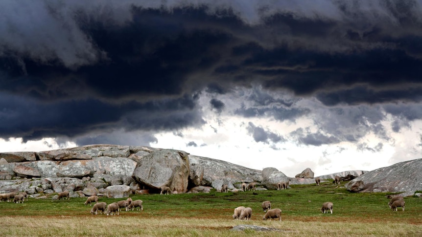 Sheep graze as a storm front moves across Dog Rocks, near Geelong.