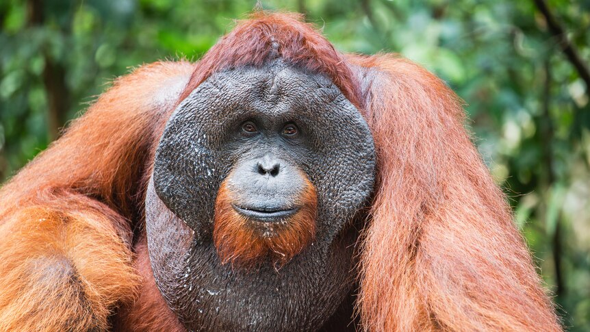 Male Flanged Orangutan