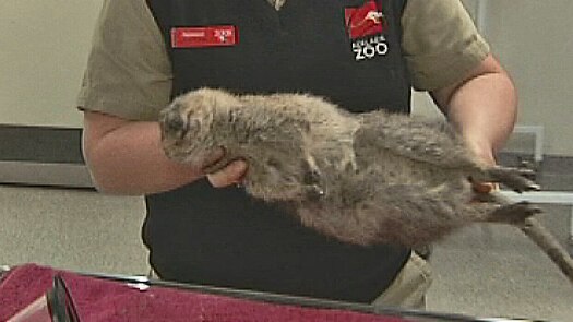 Quokka given a check-up