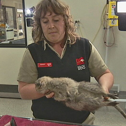 Quokka given a check-up