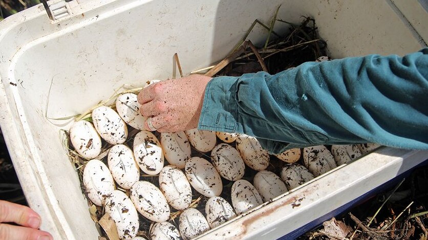 Eggs are placed in an esky, straight from a crocodile's nest.